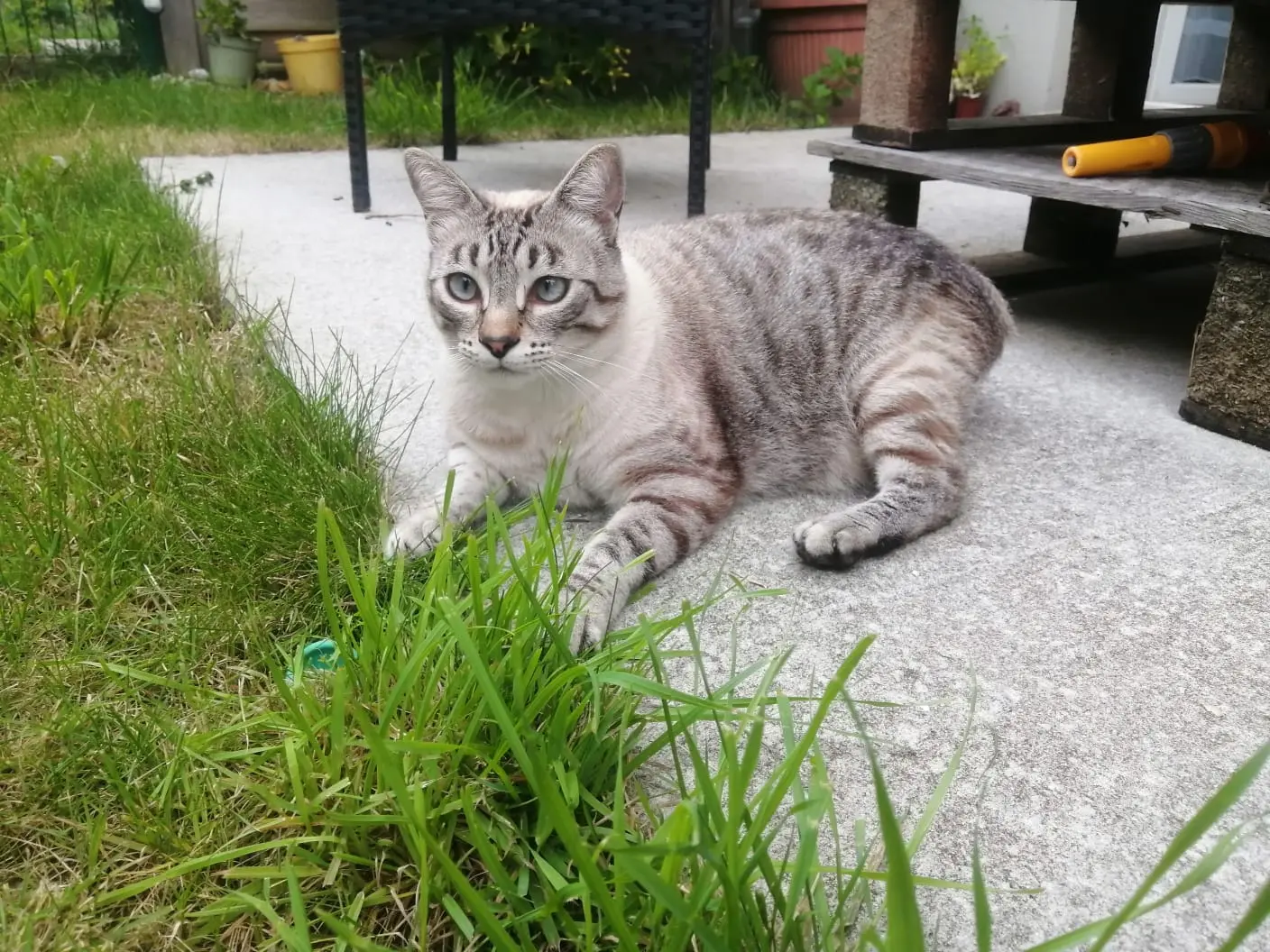 chat perdu D 51 36230 Sarzay Magellan chat lost D 51 36230 Sarzay Magellan