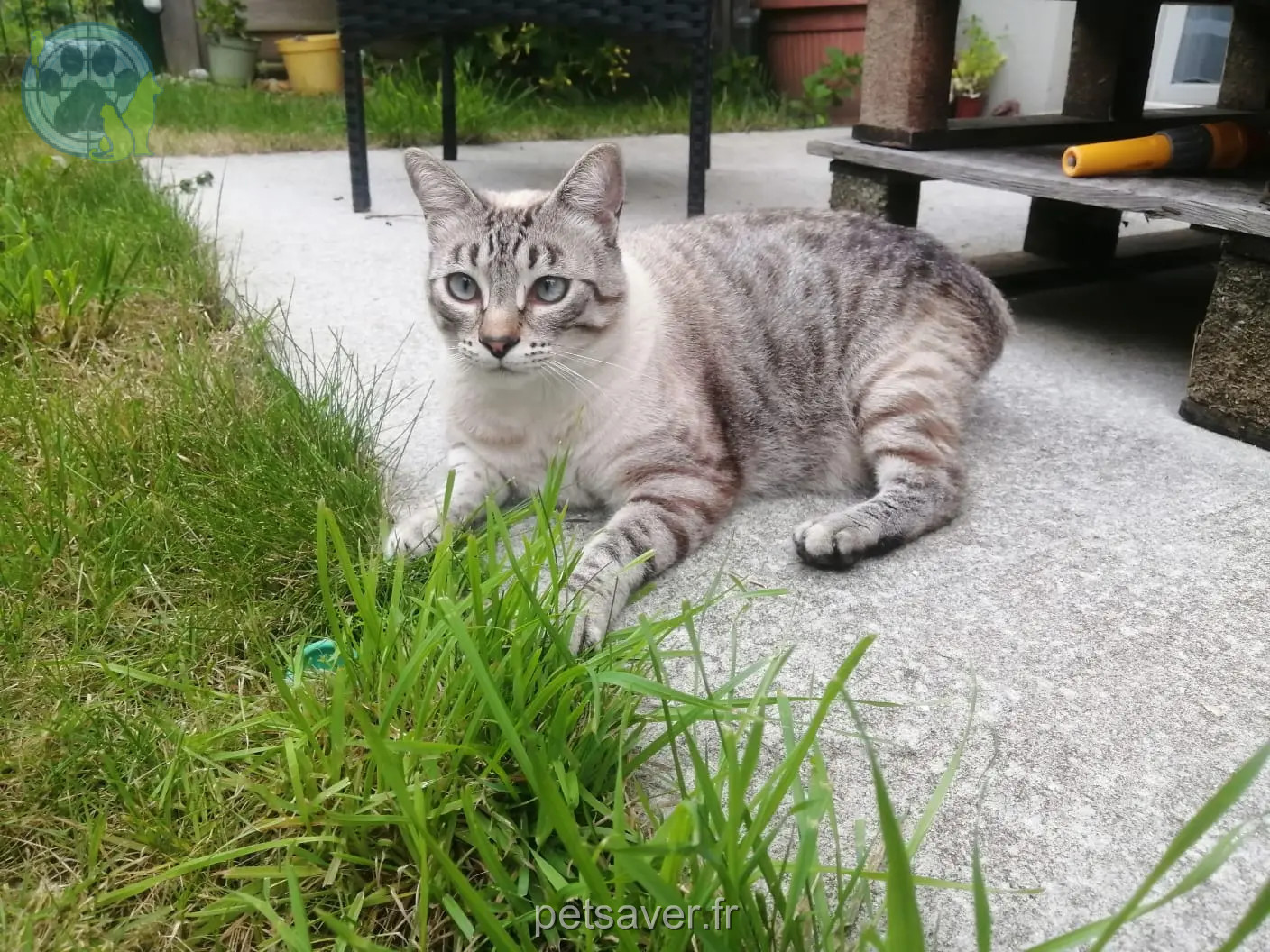 Kater vermisst D 51 36230 Sarzay Magellan Kater lost D 51 36230 Sarzay Magellan