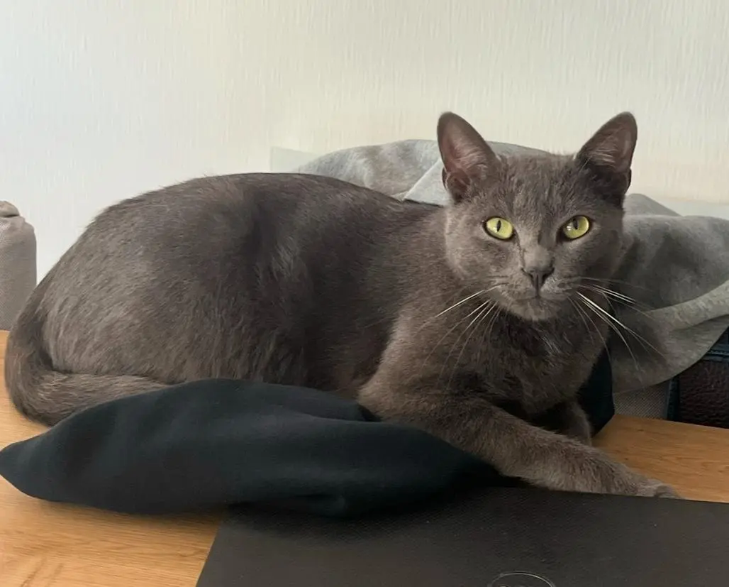 kater vermist D 51 36230 Sarzay Mallow kater lost D 51 36230 Sarzay Mallow