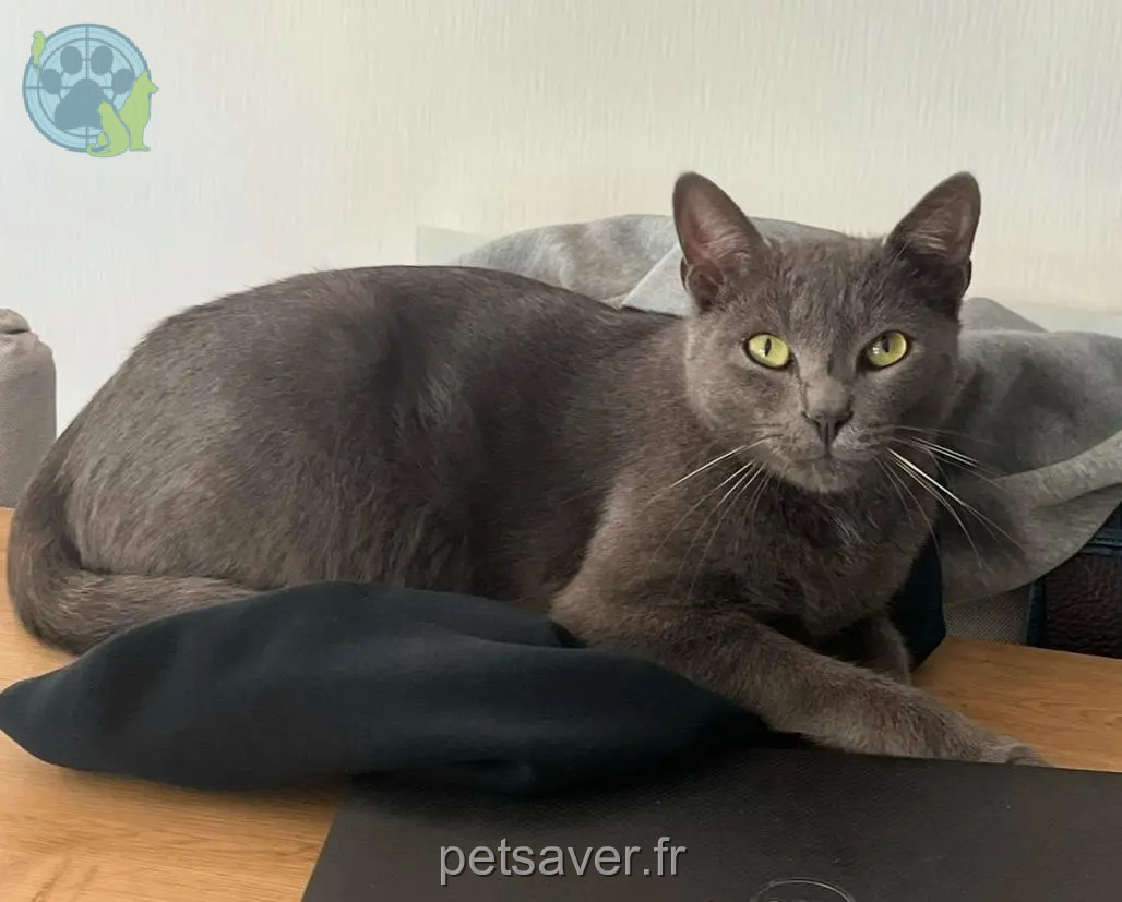 chat perdu D 51 36230 Sarzay Mallow chat lost D 51 36230 Sarzay Mallow