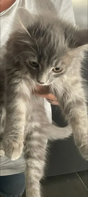 chat lost   36300 Le Blanc Mango