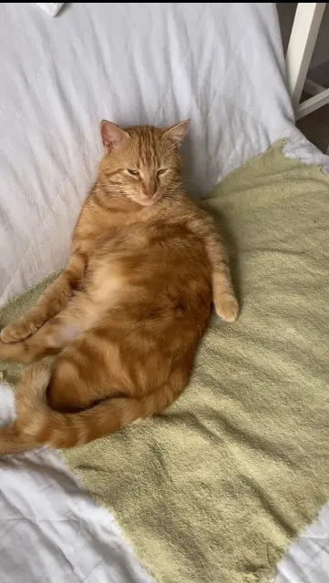 chat lost   36100 Issoudun Marcel