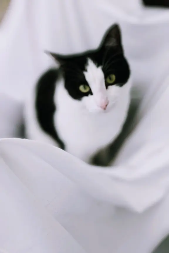 Chat Perdu 36 Indre - Mimi Chat Perdu 36 Indre - Mimi