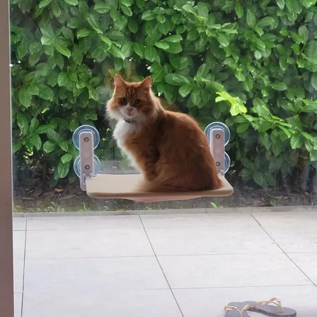 chat lost   36230 Sarzay Moumousse