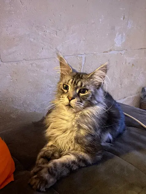 gato perdido D 51 36230 Sarzay Mowgli gato lost D 51 36230 Sarzay Mowgli
