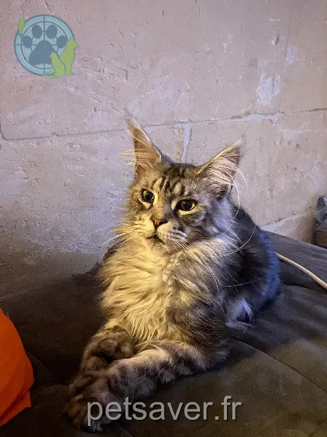 Kater vermisst D 51 36230 Sarzay Mowgli Kater lost D 51 36230 Sarzay Mowgli