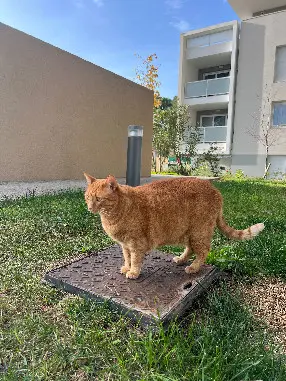 Chat Perdu 36 Indre - Mumus