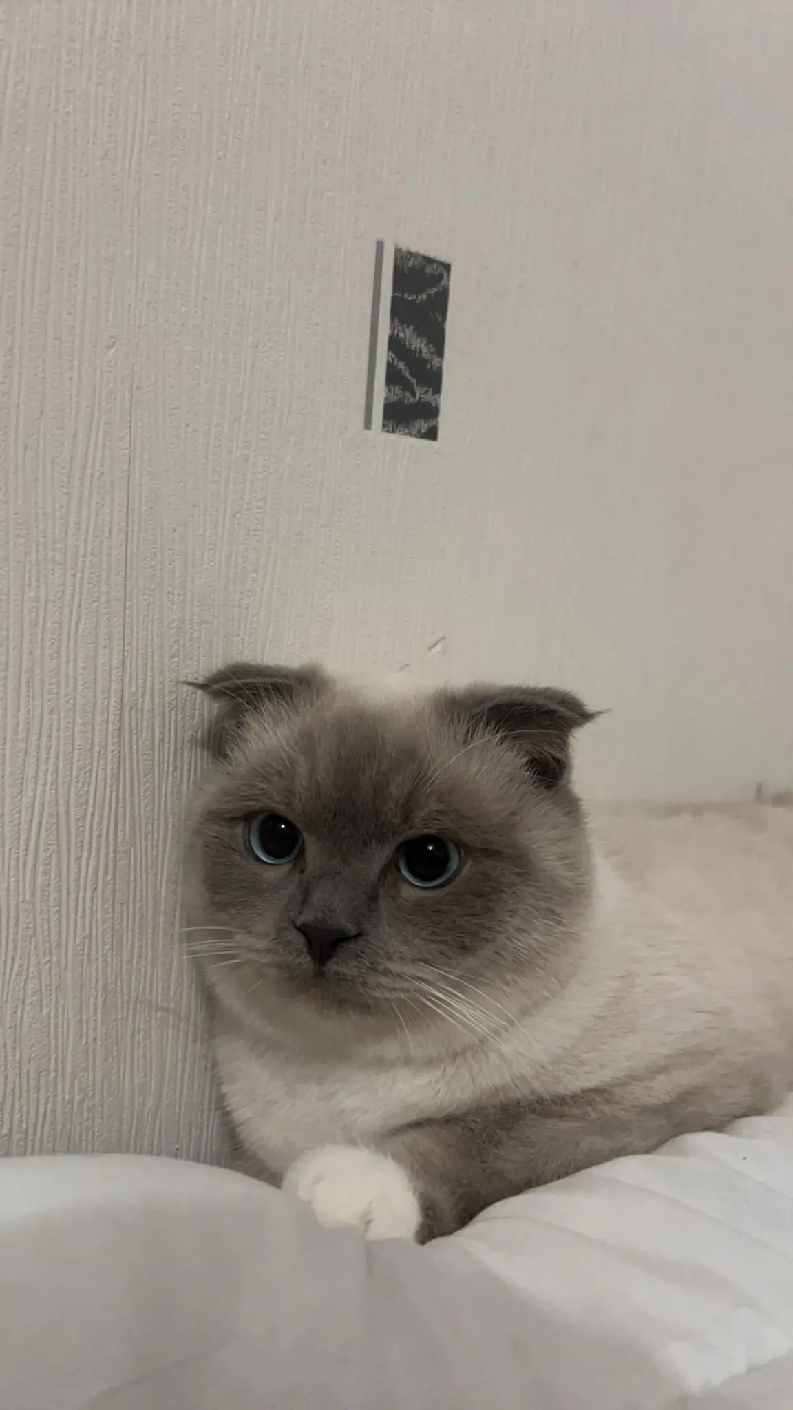 gatto perso D 51 36230 Sarzay Namour gatto lost D 51 36230 Sarzay Namour