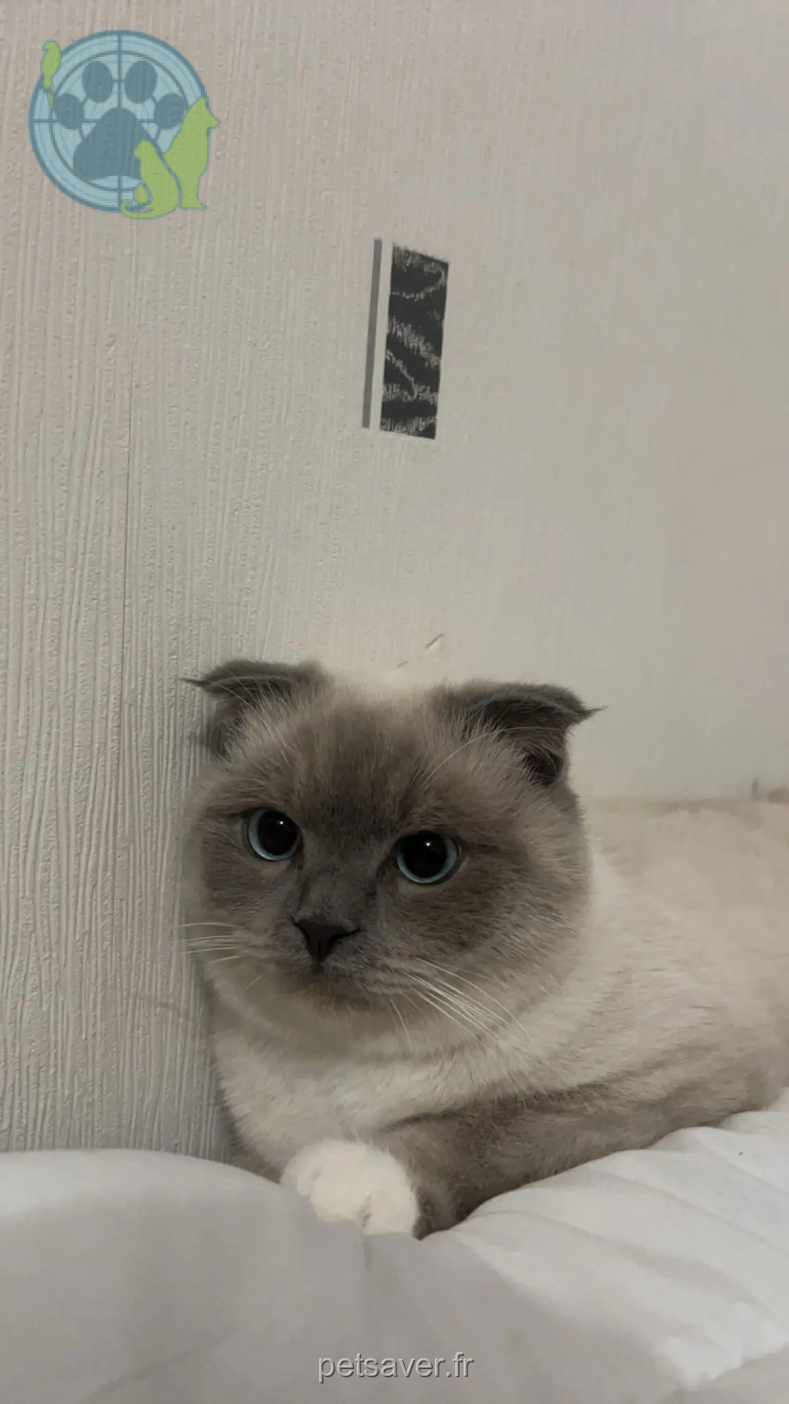 kater vermist D 51 36230 Sarzay Namour kater lost D 51 36230 Sarzay Namour