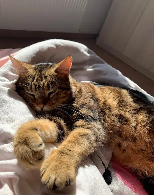 chat lost   36120 Ardentes Oasis