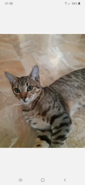 chat perdu 36230 Sarzay Oscar chat lost 36230 Sarzay Oscar