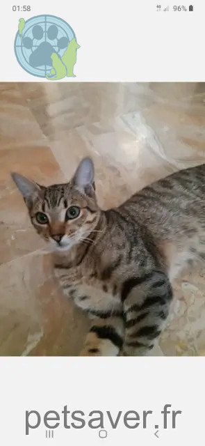 chat perdu 36230 Sarzay Oscar chat lost 36230 Sarzay Oscar