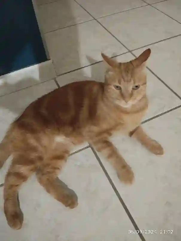 Chat Perdu 36 Indre - Otto Chat Perdu 36 Indre - Otto