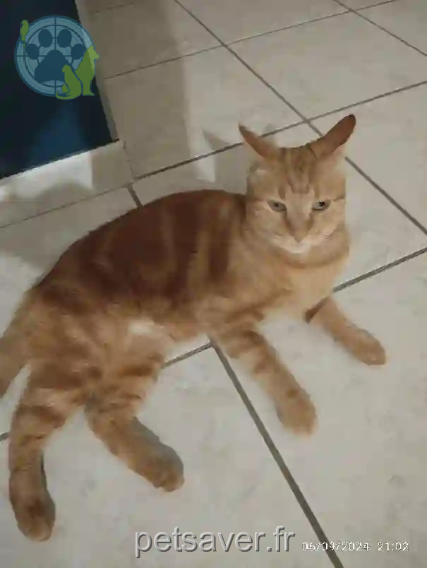 Chat Perdu 36 Indre - Otto Chat Perdu 36 Indre - Otto