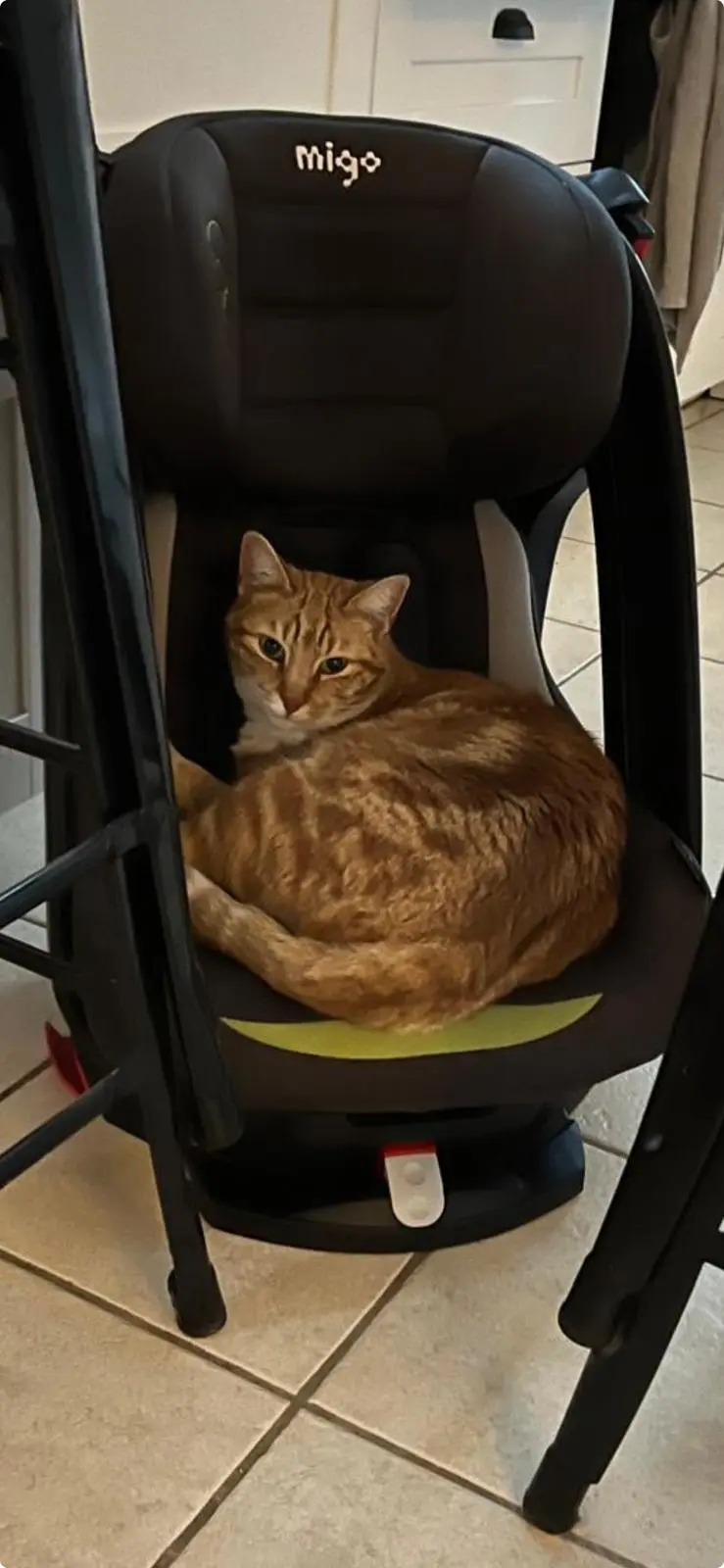 Chat Perdu 36 Indre Chat Perdu 36 Indre
