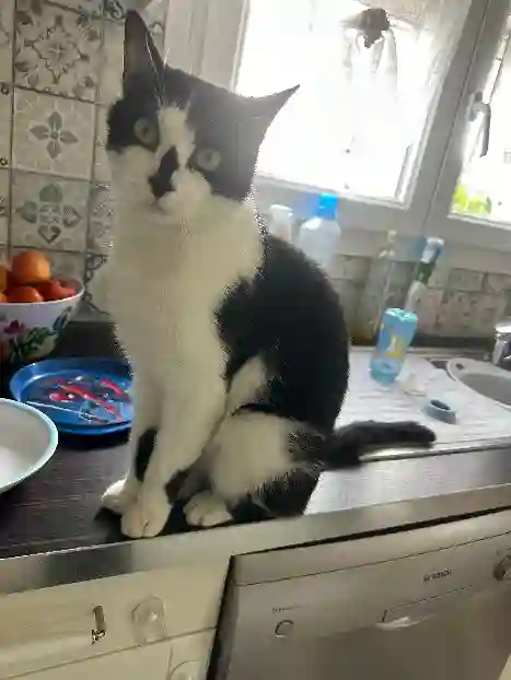 Chat Perdu 36 Indre - Pablo Chat Perdu 36 Indre - Pablo