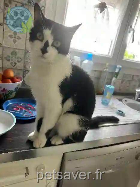 Chat Perdu 36 Indre - Pablo Chat Perdu 36 Indre - Pablo