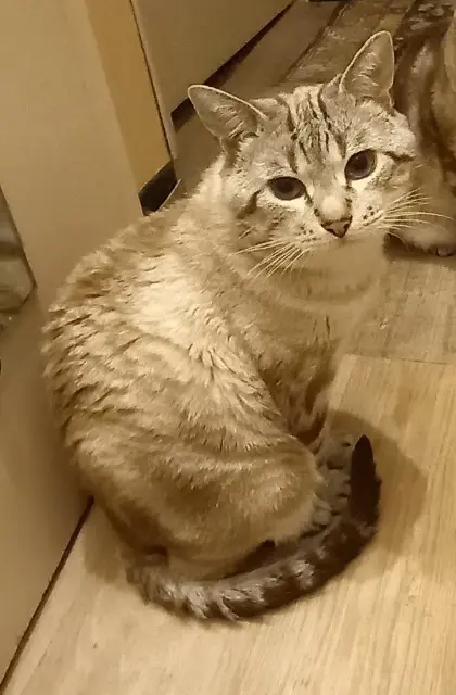 chat lost   36300 Le Blanc Pacha