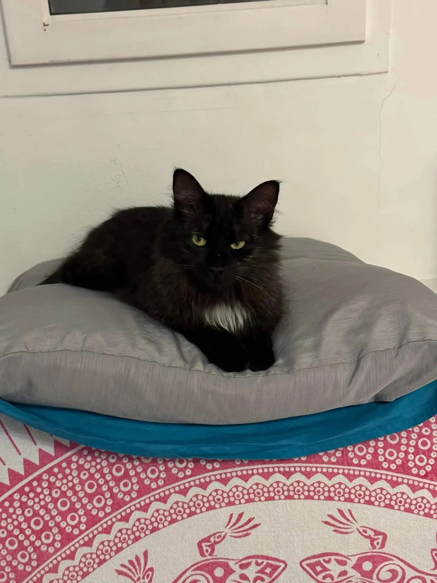 chat perdu D 51 36230 Sarzay Petit chat sacha chat lost D 51 36230 Sarzay Petit chat sacha