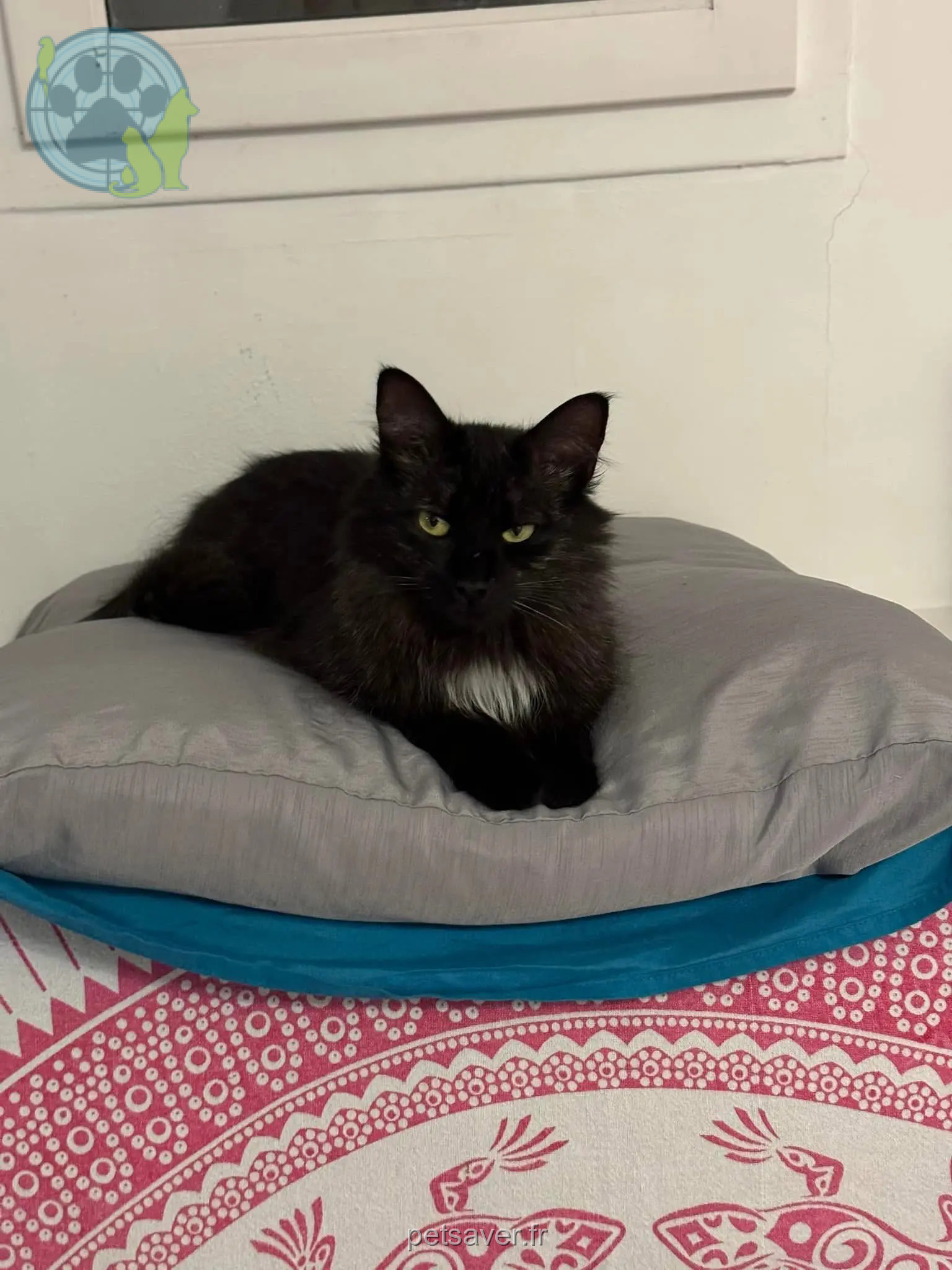 Kater vermisst D 51 36230 Sarzay Petit chat sacha Kater lost D 51 36230 Sarzay Petit chat sacha