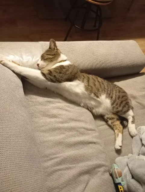 cat lost   36150 Guilly Pika