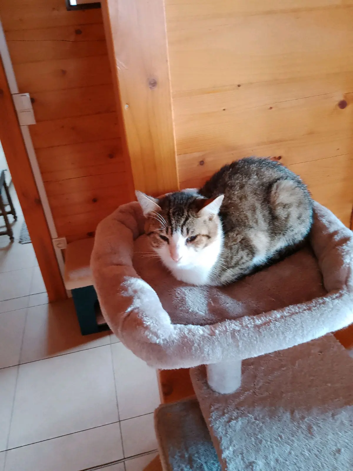 Chat Perdu 36 Indre - Pikachu Chat Perdu 36 Indre - Pikachu