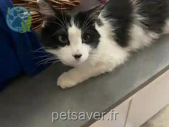 Chat Perdu 36 Indre - Potter Chat Perdu 36 Indre - Potter
