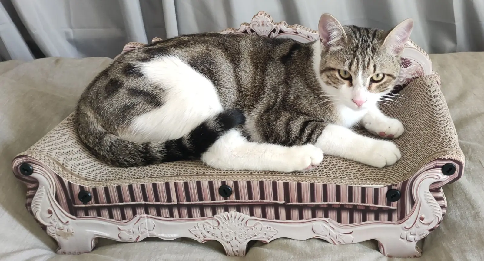 Chat Perdu 36 Indre Chat Perdu 36 Indre
