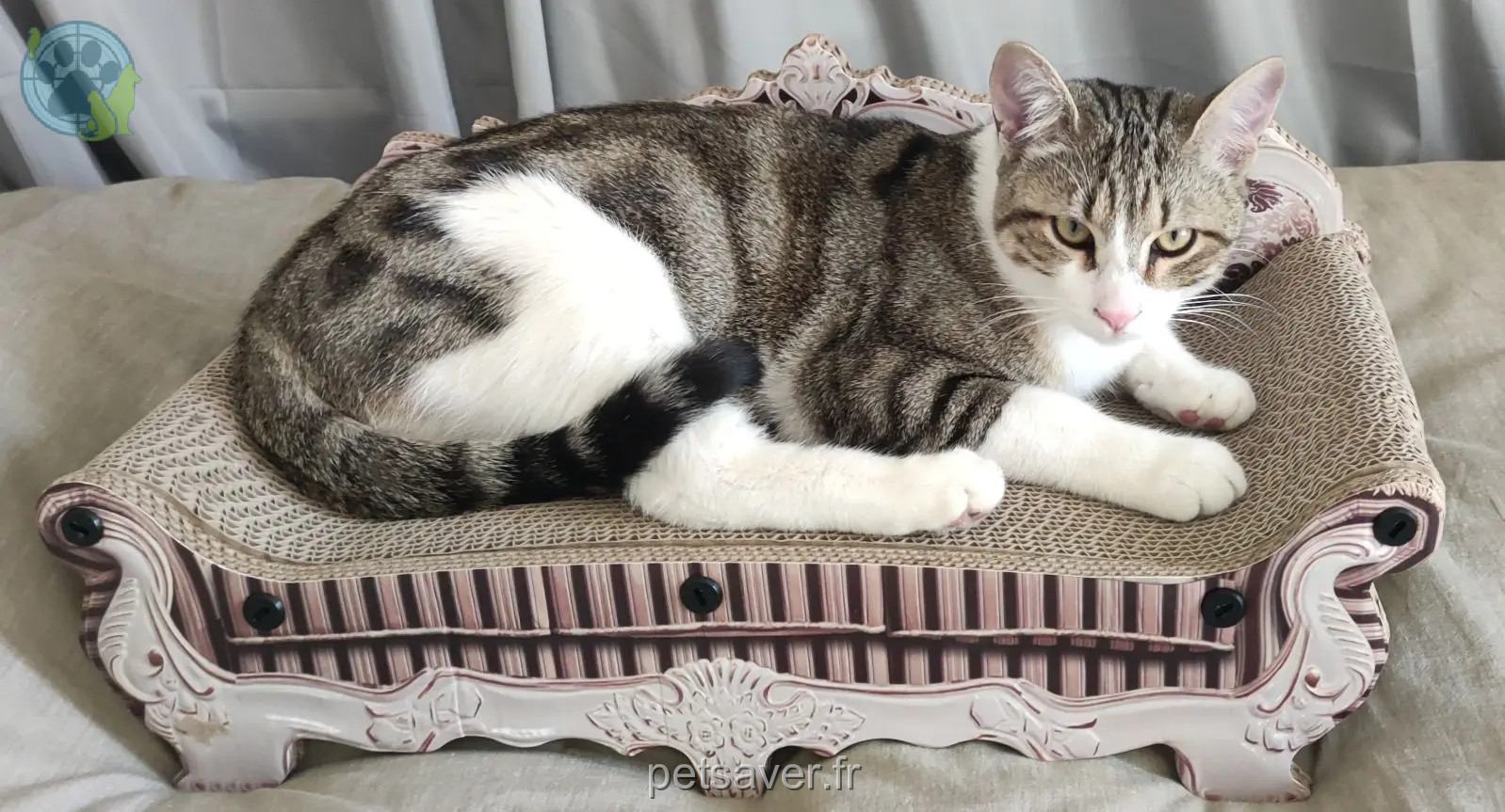 Chat Perdu 36 Indre Chat Perdu 36 Indre