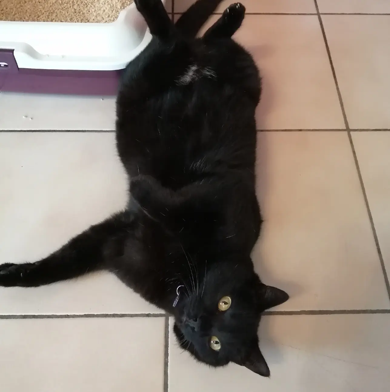 Chat Perdu 36 Indre Chat Perdu 36 Indre