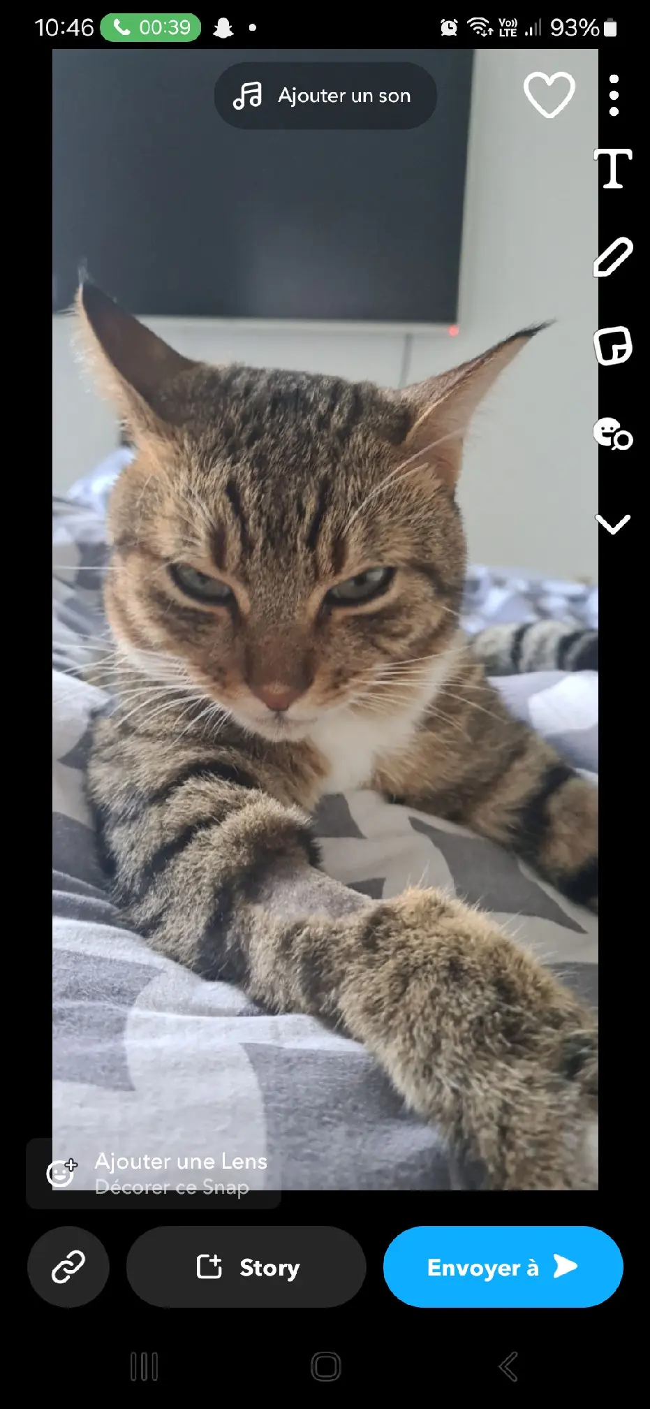 Chat Perdu 36 Indre Chat Perdu 36 Indre