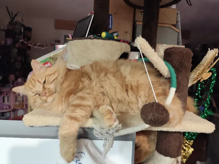 Chat Perdu 36 Indre - Rouquin Chat Perdu 36 Indre - Rouquin