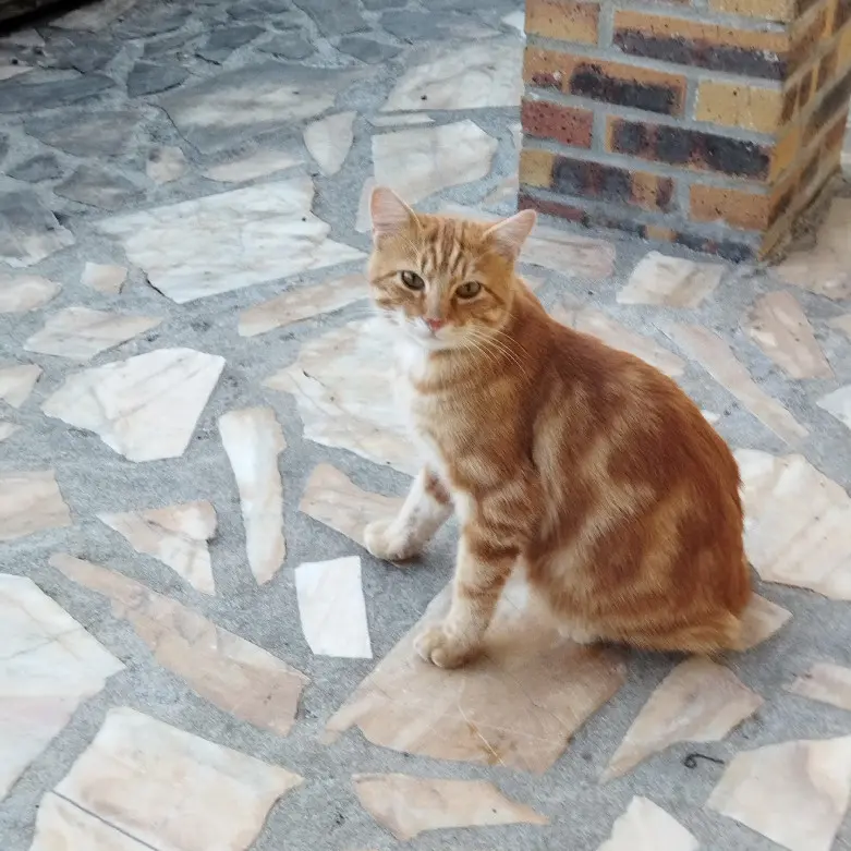 Chat Perdu 36 Indre - Rouquinou Chat Perdu 36 Indre - Rouquinou