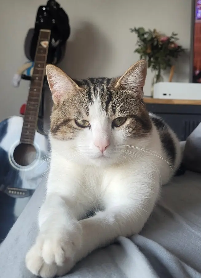 gato perdido D 51 36230 Sarzay Shinnig gato lost D 51 36230 Sarzay Shinnig