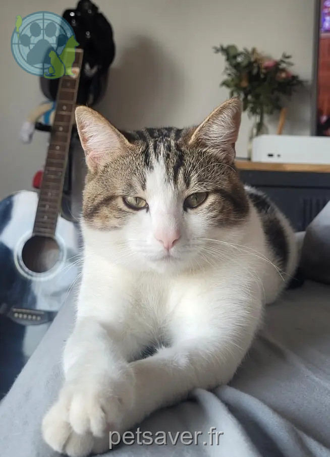 cat lost D 51 36230 Sarzay Shinnig cat lost D 51 36230 Sarzay Shinnig