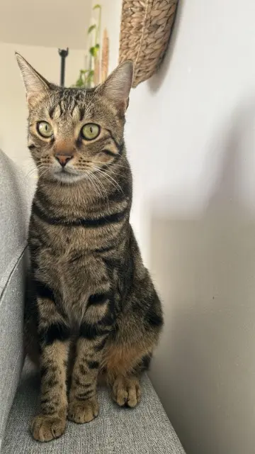 Kater vermisst 36230 Sarzay Simba Kater lost 36230 Sarzay Simba