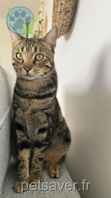 chat perdu 36230 Sarzay Simba chat lost 36230 Sarzay Simba
