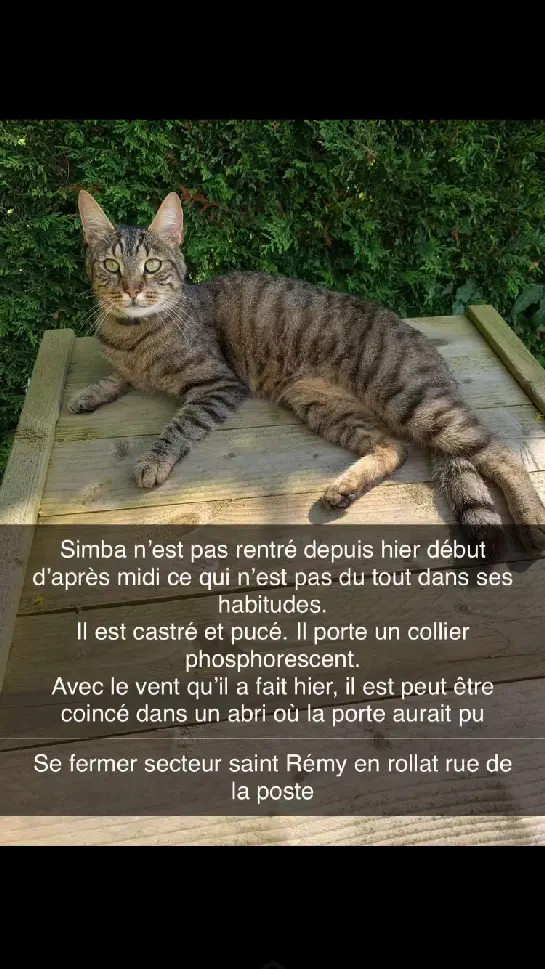 Chat Perdu 36 Indre - Simba Chat Perdu 36 Indre - Simba