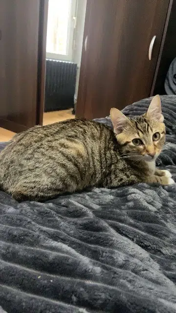 chat lost   36100 Issoudun Simba