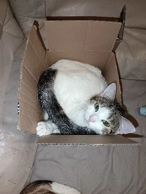 Chat Perdu 36 Indre - Skinni Chat Perdu 36 Indre - Skinni