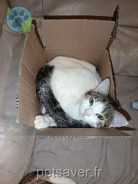 Chat Perdu 36 Indre - Skinni Chat Perdu 36 Indre - Skinni