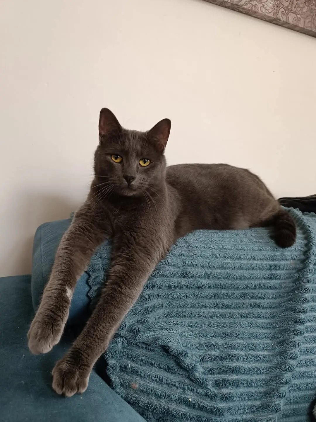 Chat Perdu 36 Indre - Skoll Chat Perdu 36 Indre - Skoll
