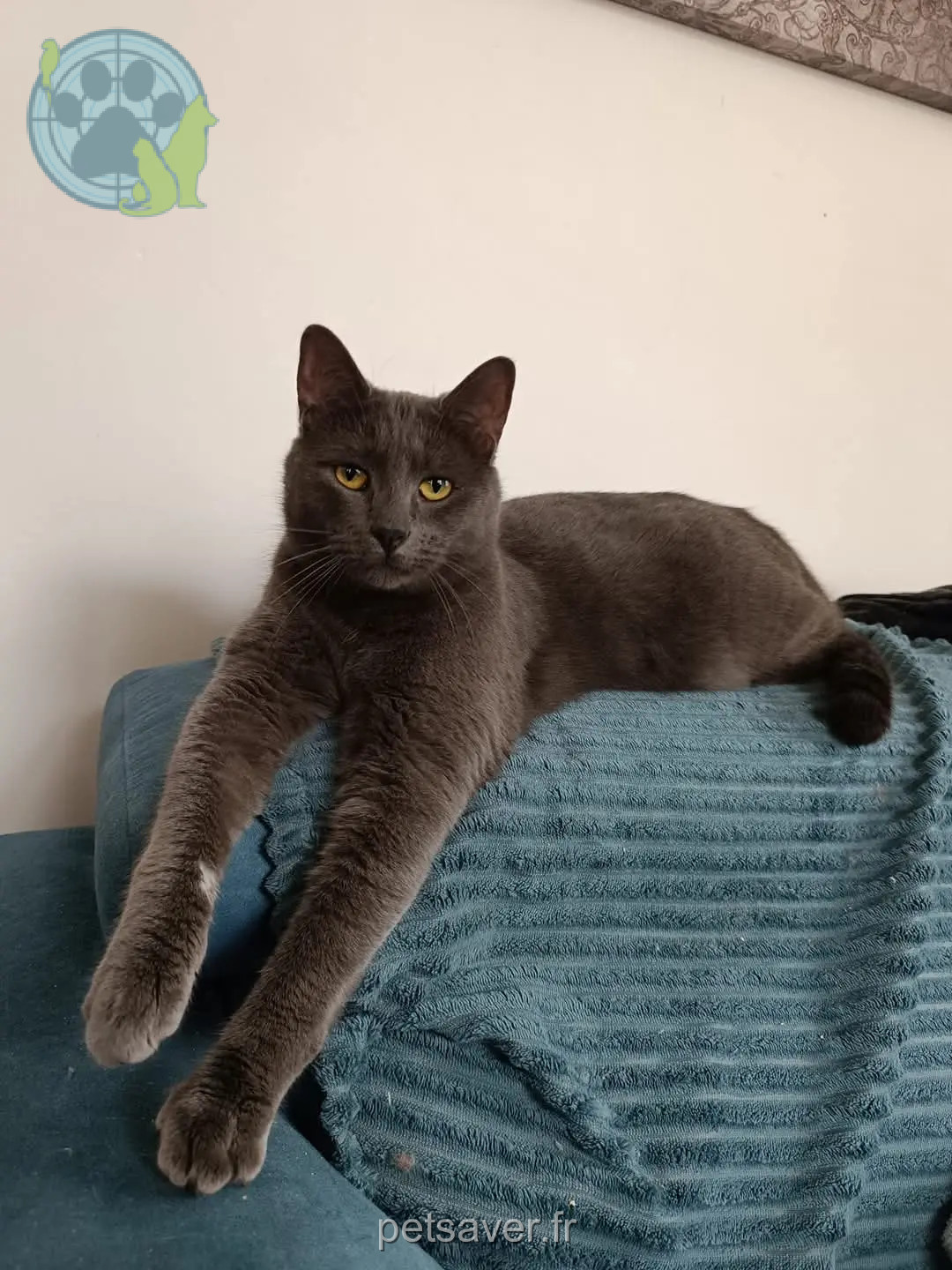 Chat Perdu 36 Indre - Skoll Chat Perdu 36 Indre - Skoll