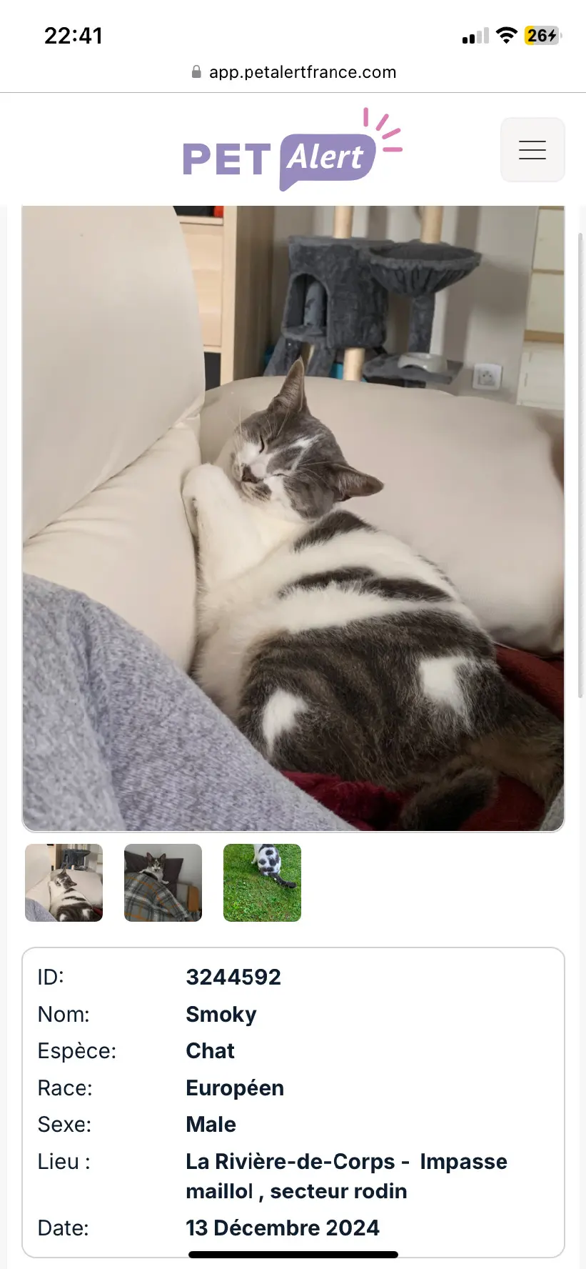Chat Perdu 36 Indre - Smoky Chat Perdu 36 Indre - Smoky