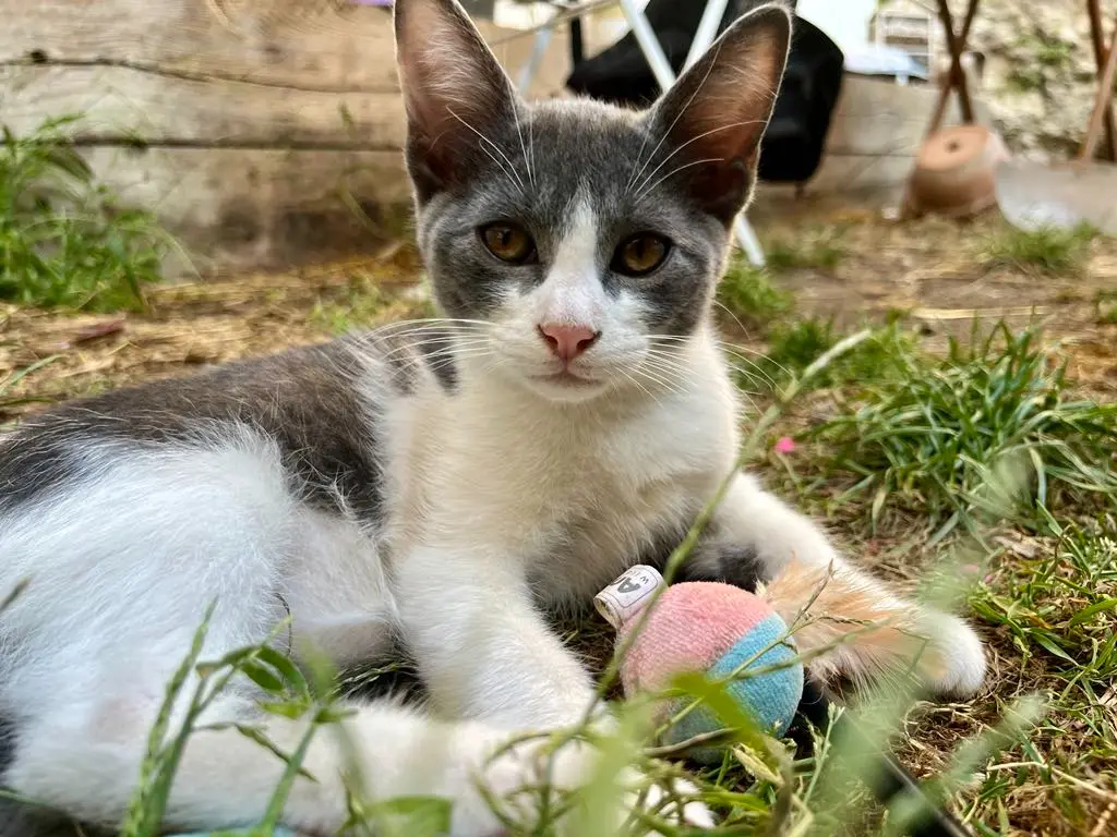 Chat Perdu 36 Indre - Snoooy Chat Perdu 36 Indre - Snoooy