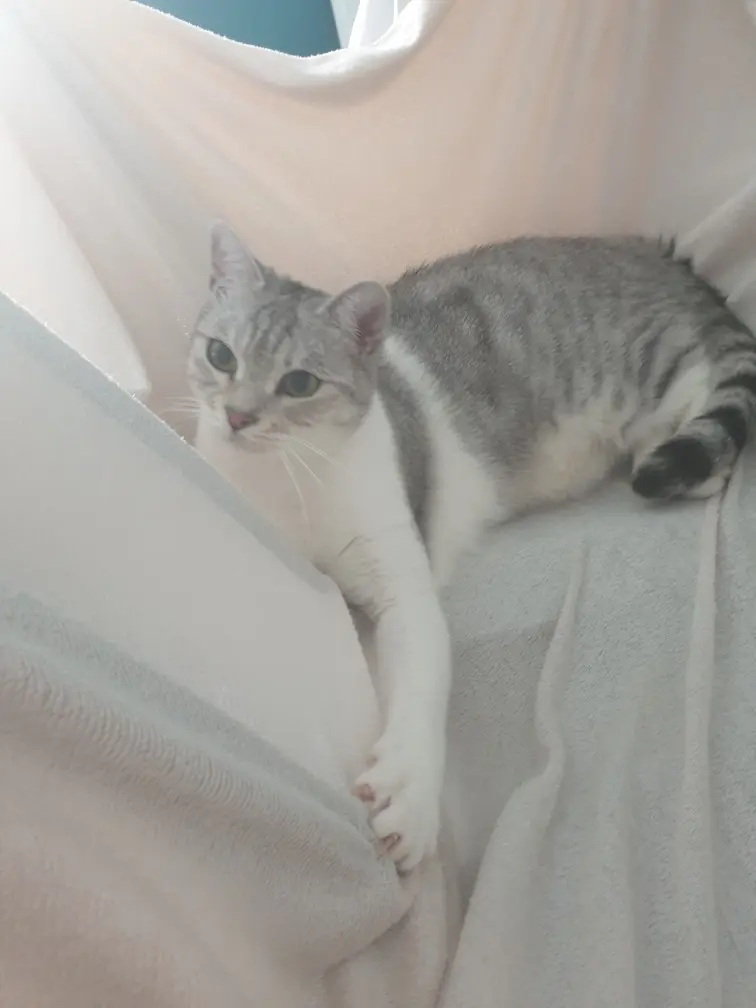 Chat Perdu 36 Indre - Snow Chat Perdu 36 Indre - Snow