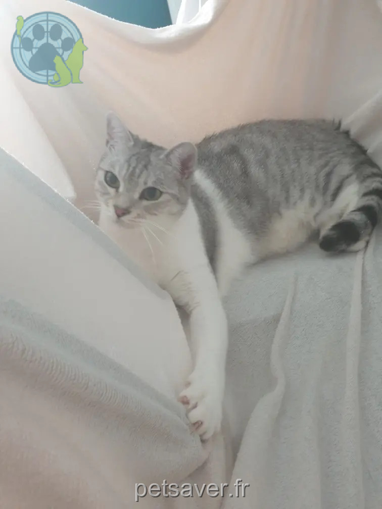 Chat Perdu 36 Indre - Snow Chat Perdu 36 Indre - Snow
