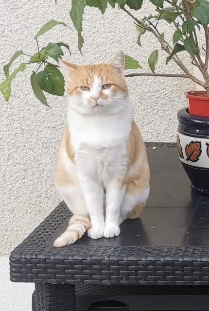 chat lost   36300 Le Blanc Spooke