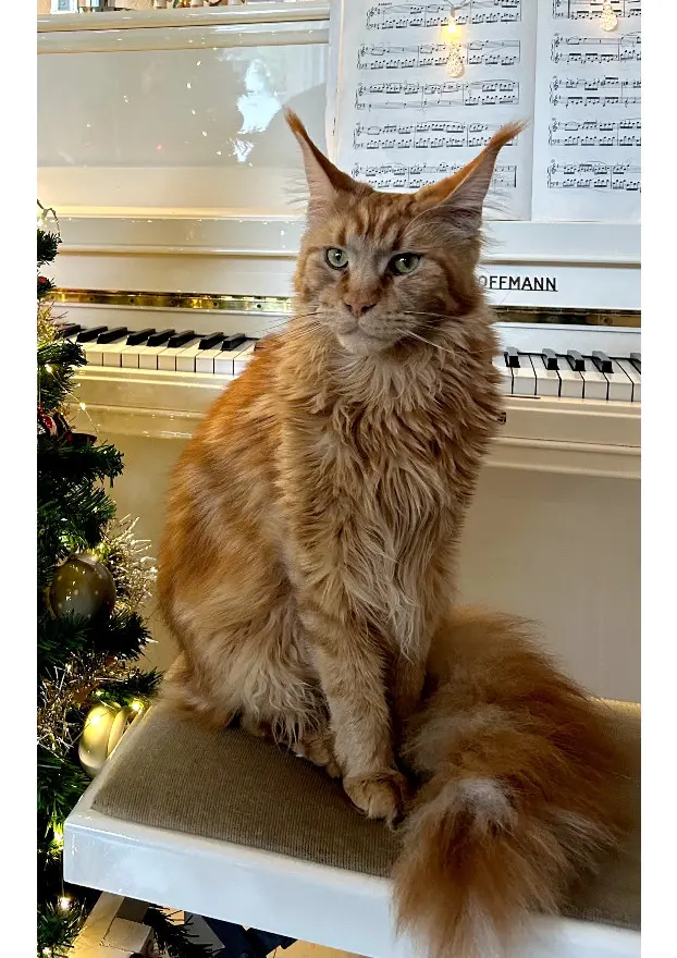 chat perdu D 51 36230 Sarzay Sumba chat lost D 51 36230 Sarzay Sumba