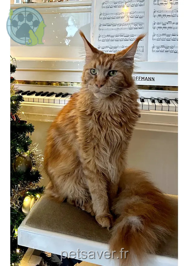 gatto perso D 51 36230 Sarzay Sumba gatto lost D 51 36230 Sarzay Sumba